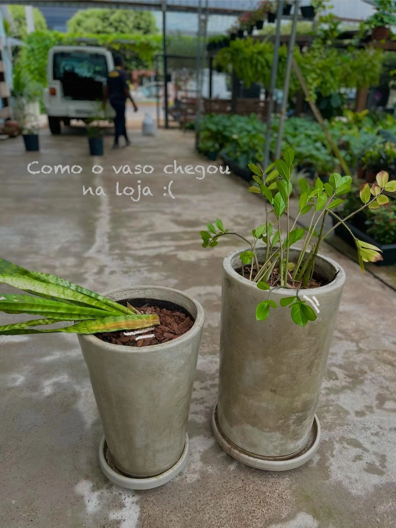 Plantas & vasos da Rose & Flor