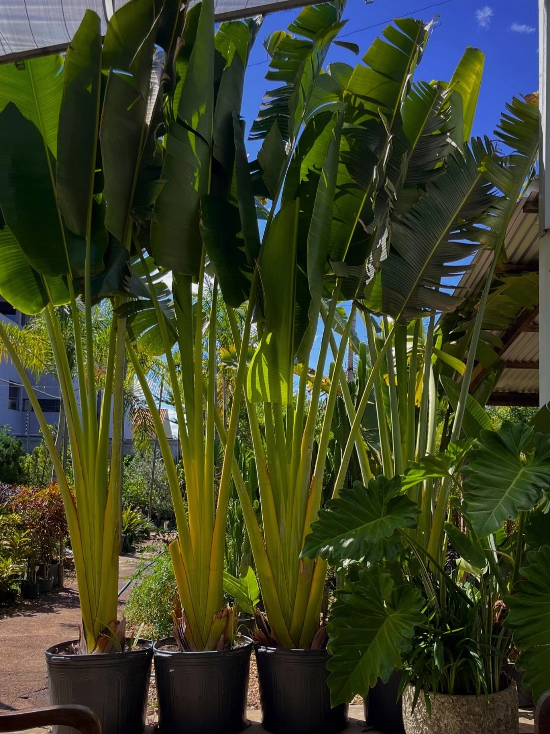 Plantas tropicais no viveiro da Rose & Flor