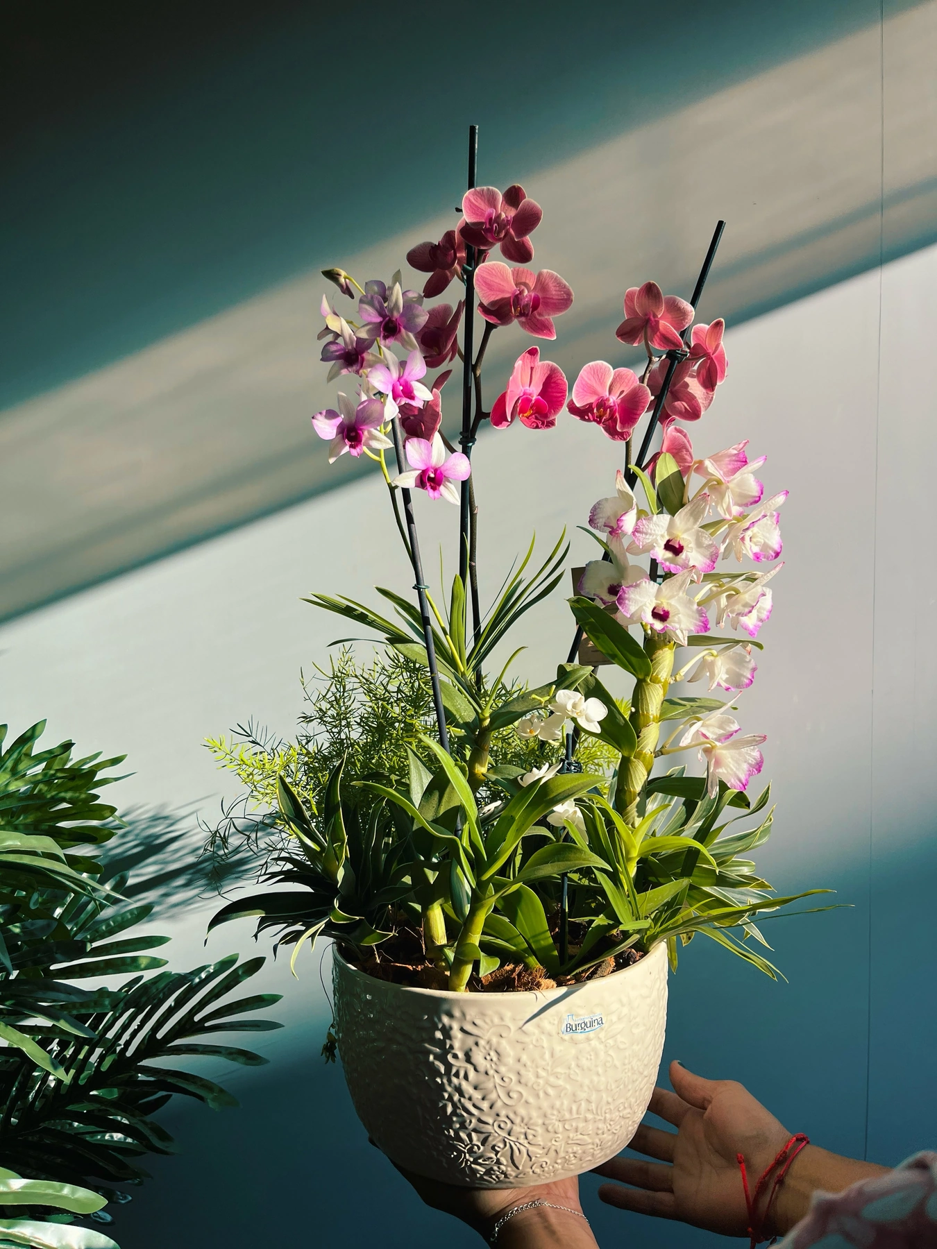 Orquídeas em composição da Rose & Flor