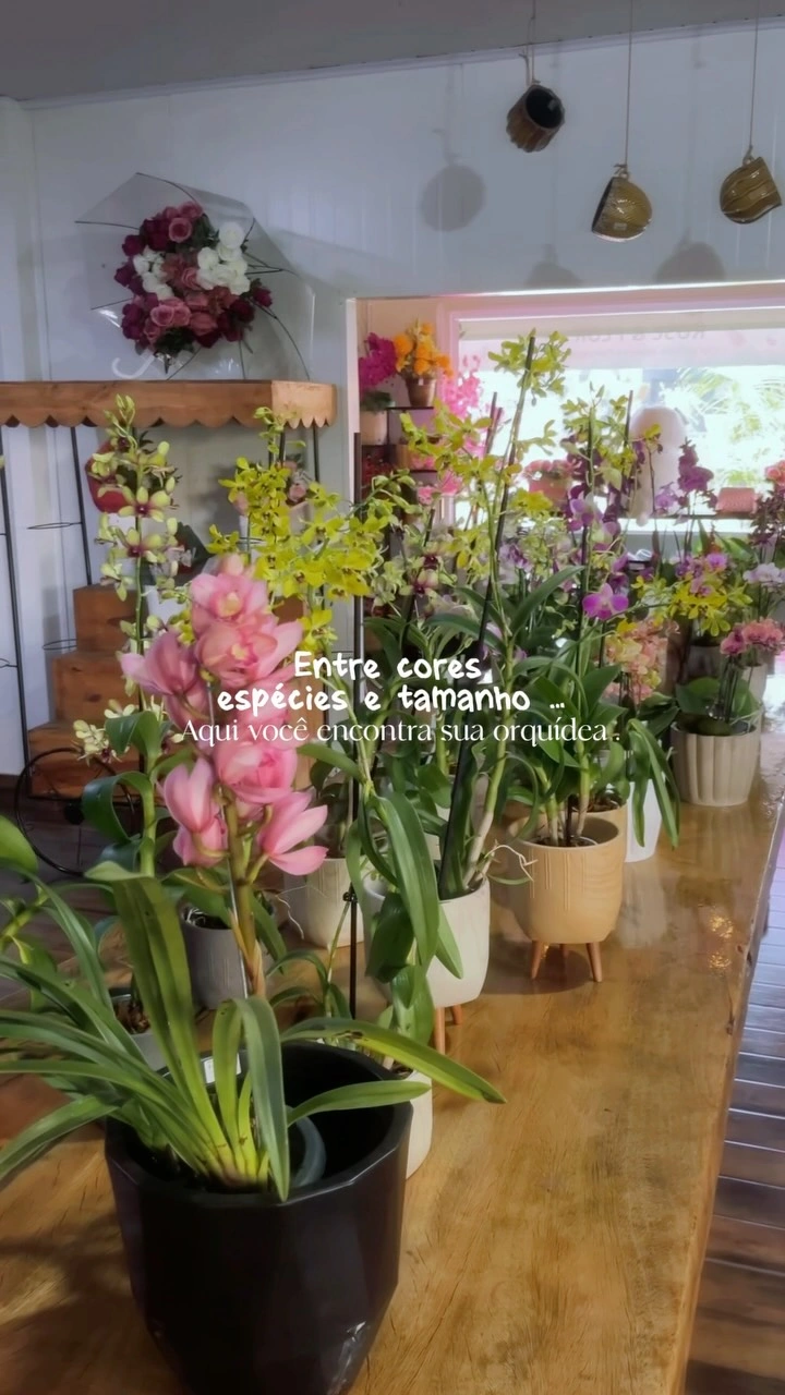 Procurando uma orquídea para presentear ou cultivar?